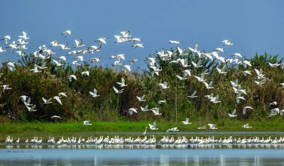 碧水清波绿洞庭——西洞庭湖水环境治理综述
